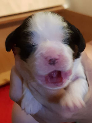 Dolly - 1 Week Old.jpg